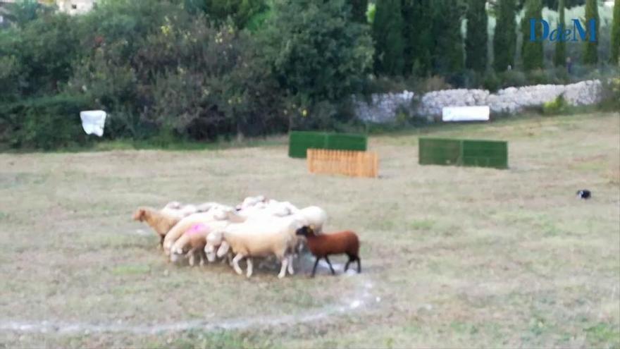 Concurso de perros pastores en la XIX Fira Gremial de Alaró