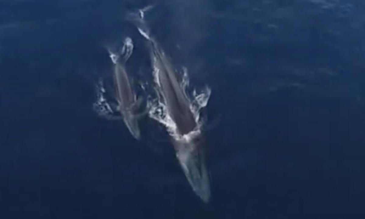 Una madre y su cría, en el Garraf. Una madre y su cría, en el Garraf.