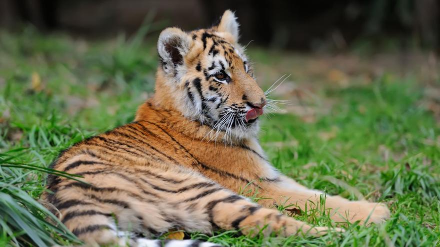 Un centro coruñés recupera a una bebé tigresa del que nadie se quería hacer cargo tras nacer con malformaciones en un zoo