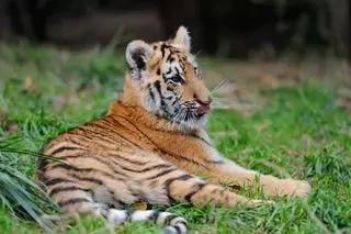 Un centro coruñés recupera a una bebé tigresa del que nadie se quería hacer cargo tras nacer con malformaciones en un zoo