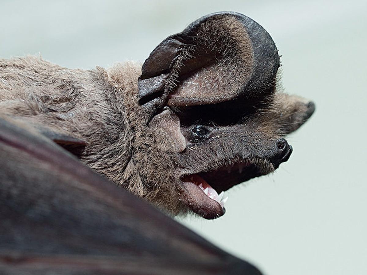 Un ejemplar de murciélago rabudo que en La Palma ha abandonado su hábitat natural, el pinar