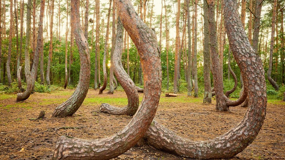 Recorrido de misterio por un bosque para conocer historias de