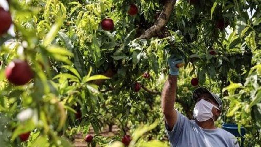 El Ministerio solicita a Europa ayudas para paliar los efectos de la Covid-19 en frutas, hortalizas y vino