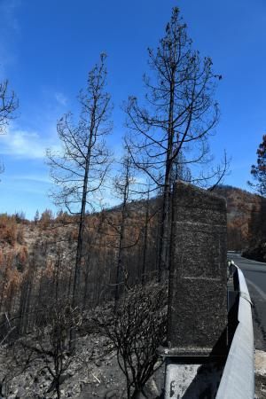 15-10-19 SUPLEMENTOS. ZONA CUMBRERA. ZONA CUMBRERA. Reportaje zonas quemadas tras dos meses. Reportaje triple entrega sobre el paisaje quemado, al cumplirse dos meses. La primera parte será Los tesosos de la Cumbre, en plan más positivo, con los brotes verdes, lugares que visitar. Un segundo con los héroes sin capa, sus protagonistas y una tercera con Lo que el fuego se llevó o Lo perdido, la parte más triste.  Fotos: Juan Castro.  | 15/10/2019 | Fotógrafo: Juan Carlos Castro