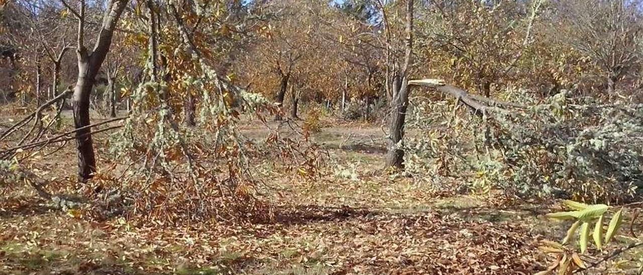 Castaños con las ramas partidas en la aldea de Monteveloso, en Castrelo do Val.  // E. Parada