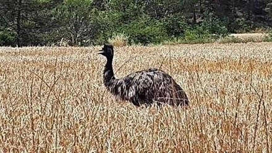 Capturen un emú a Horta d&#039;Avinyó