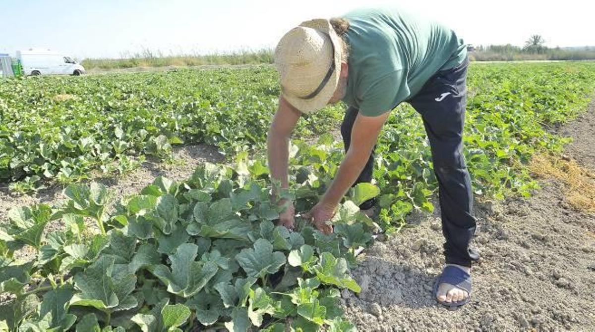 Los biólogos trabajan en la búsqueda de sistemas que ayuden a los agricultores a estar preparados ante las plagas.