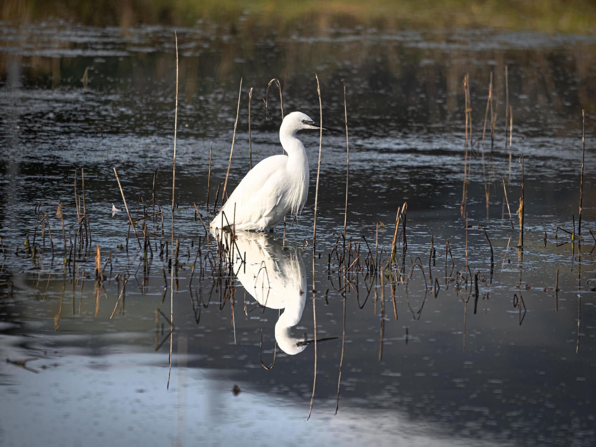 La ría, un espacio único en el que observar más de 300 especies de aves