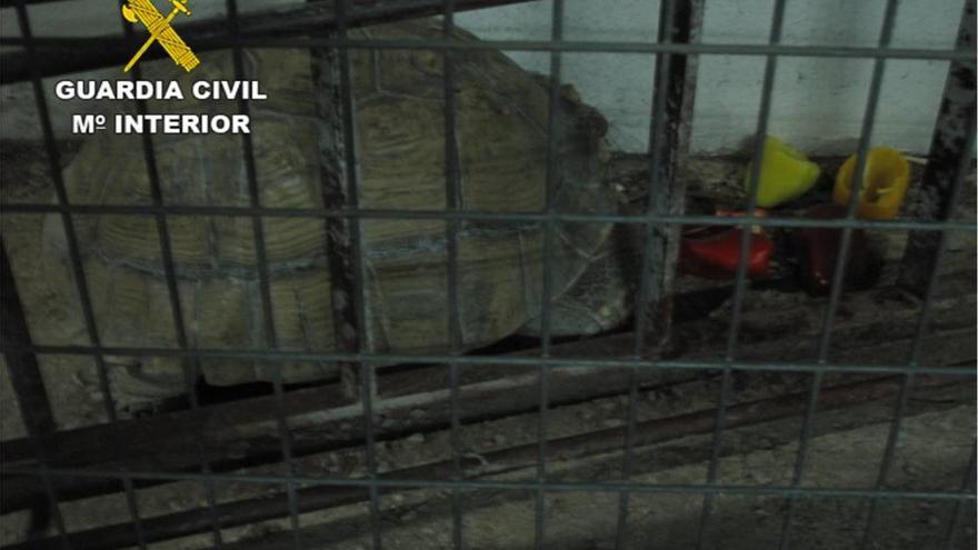 Un ciudadano descubre una tortuga leopardo de 40 kilos en una carretera