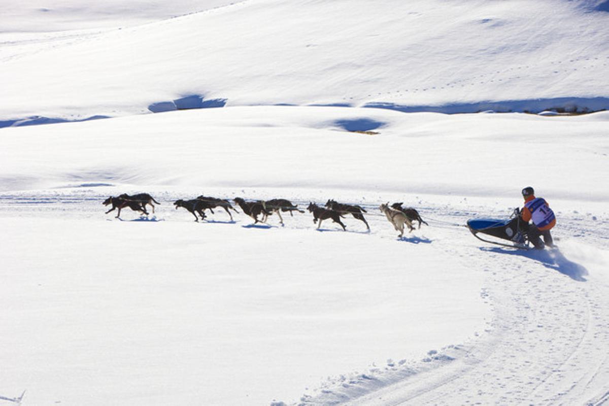 Un múixer guia el seu trineu durant l’etapa que es va celebrar a Beret, a la Vall d’Aran, durant la passada edició de Pirena. Un múixer guia el seu trineu durant l’etapa que es va celebrar a Beret, a la Vall d’Aran, durant la passada edició de Pirena.