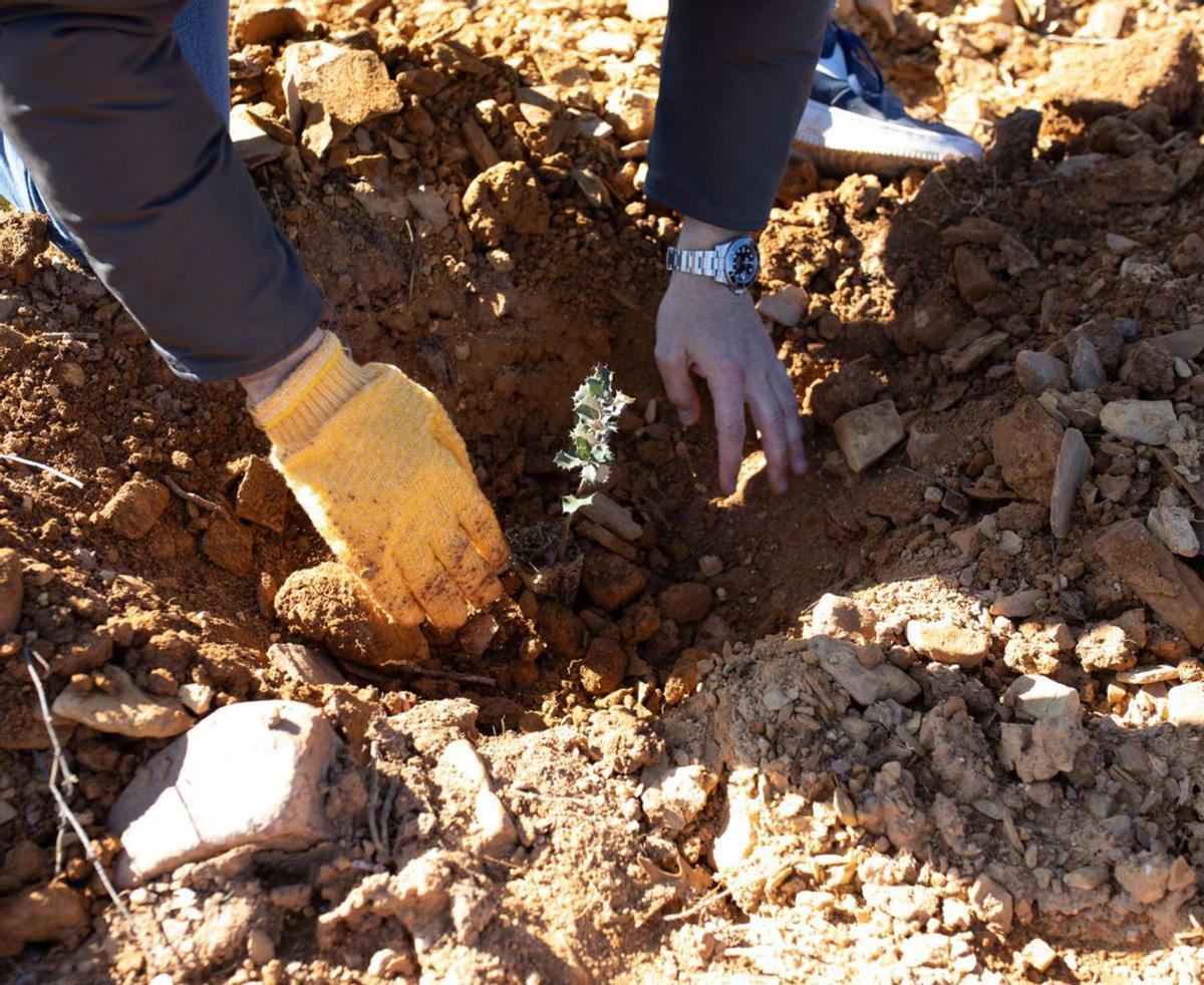 Una de las encinas que forman parte del nuevo bosque de Foxy en Tábara. | A. B.