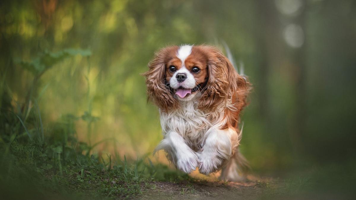 Un perro de la raza Cavalier King, una de las más sensibles al calor.