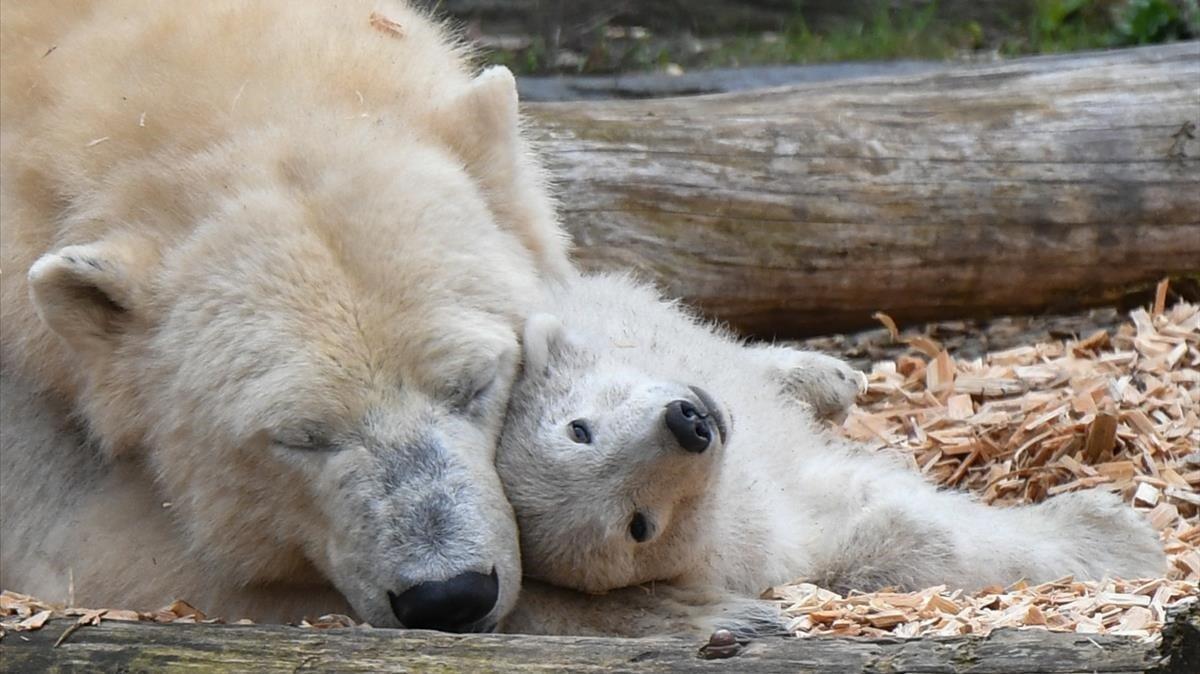 Un cachorro de oso polar y su madre Tonja  en su recinto en el zoológico Tierpark en Berlín