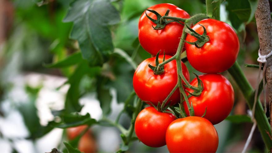 Investigadores chinos descubren mecanismo de alto rendimiento de tomates cultivados