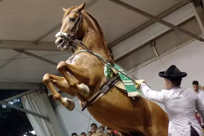 Espectáculo ecuestre en la Feria de Málaga 2025