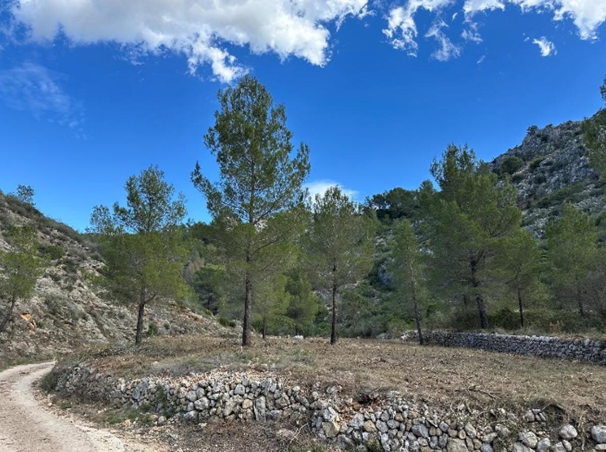 Resultado de la limpieza de los pinos en Pedreguer.