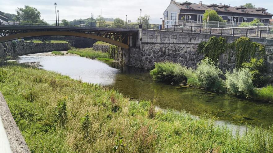Una &quot;selva&quot; en las márgenes del río Güeña, en Cangas de Onís, alarma a los ribereños