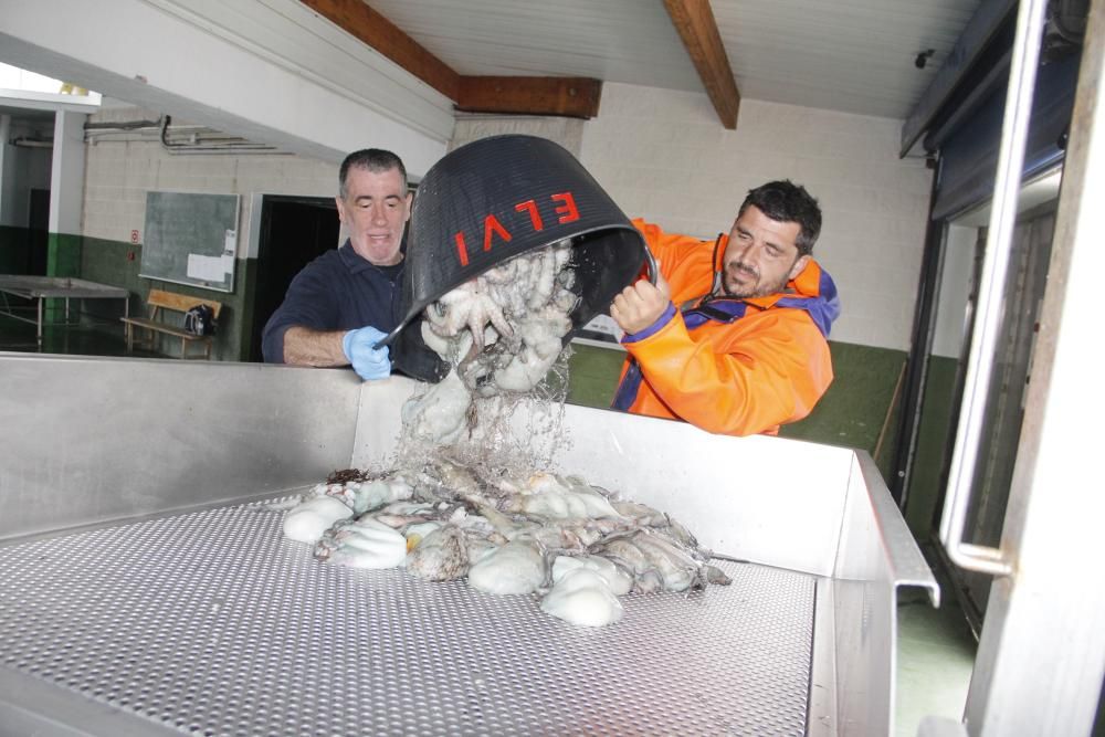 Las primeras descargas de pulpo en el puerto de Bueu // Santos Álvarez