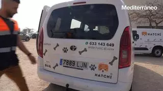 Tu perro al veterinario aunque tú no puedas: así funciona el servicio pionero de Castellón