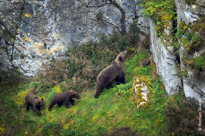FOTOS: Primeras imágenes de los osos en "modo primavera" en Asturias