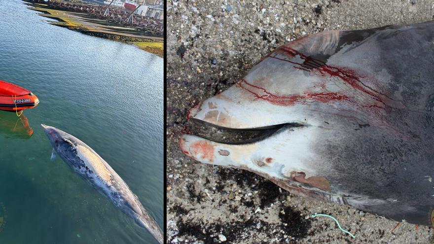 La basura marina mató al zifio varado en A Coruña