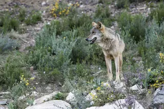 El nuevo censo del lobo contabiliza 333 manadas en España, 36 más que en 2014