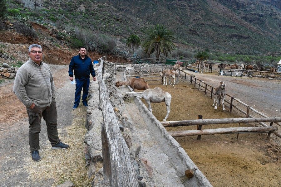 Camellos que este año se han quedado sin cabalgatas