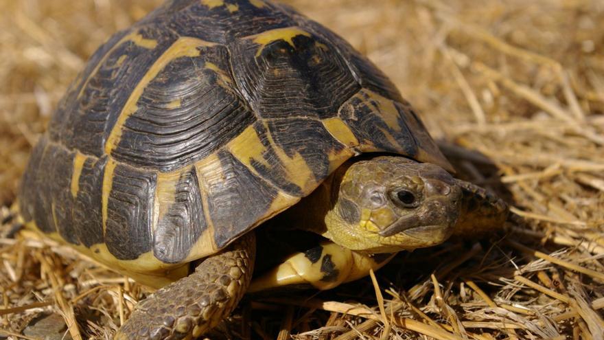 L’Albera, el darrer refugi de la tortuga mediterrània pel 70% de depredació dels nius