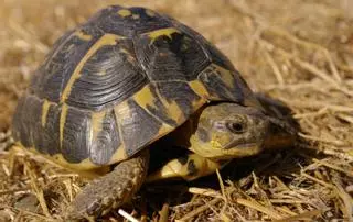 L’Albera, el darrer refugi de la tortuga mediterrània pel 70% de depredació dels nius