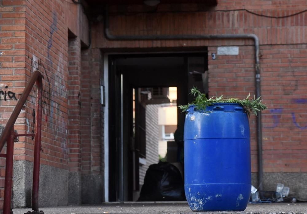 Hallan 300 plantas de marihuana en una casa del barrio del Infante de Murcia