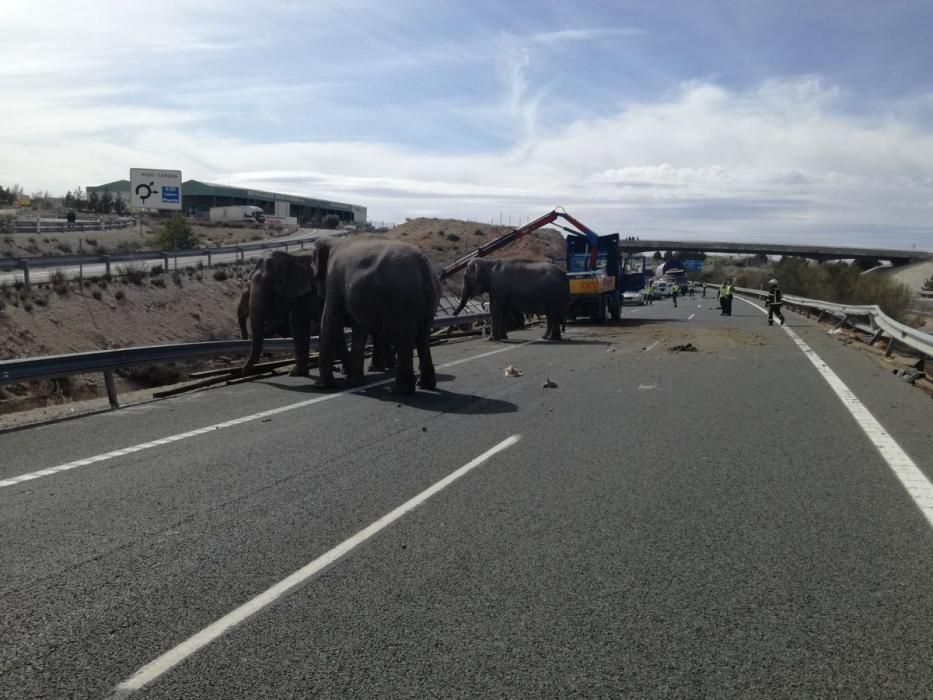 Un camión cargado con elefantes vuelca en la A-30