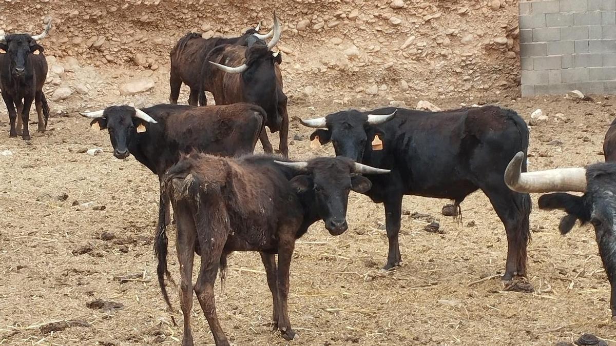 Finca con becerros en Almassora