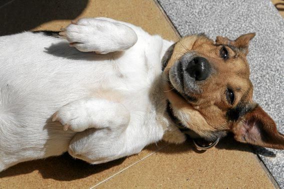 Seit über 30 Jahren betreibt Josefi na Vivancos in Pollença ein Hundeasyl. Zum Tierschutz kam die Mallorquinerin eher zufällig. Heute lebt sie mit 40 Hunden auf einer Finca und hat Hunderten von Vier