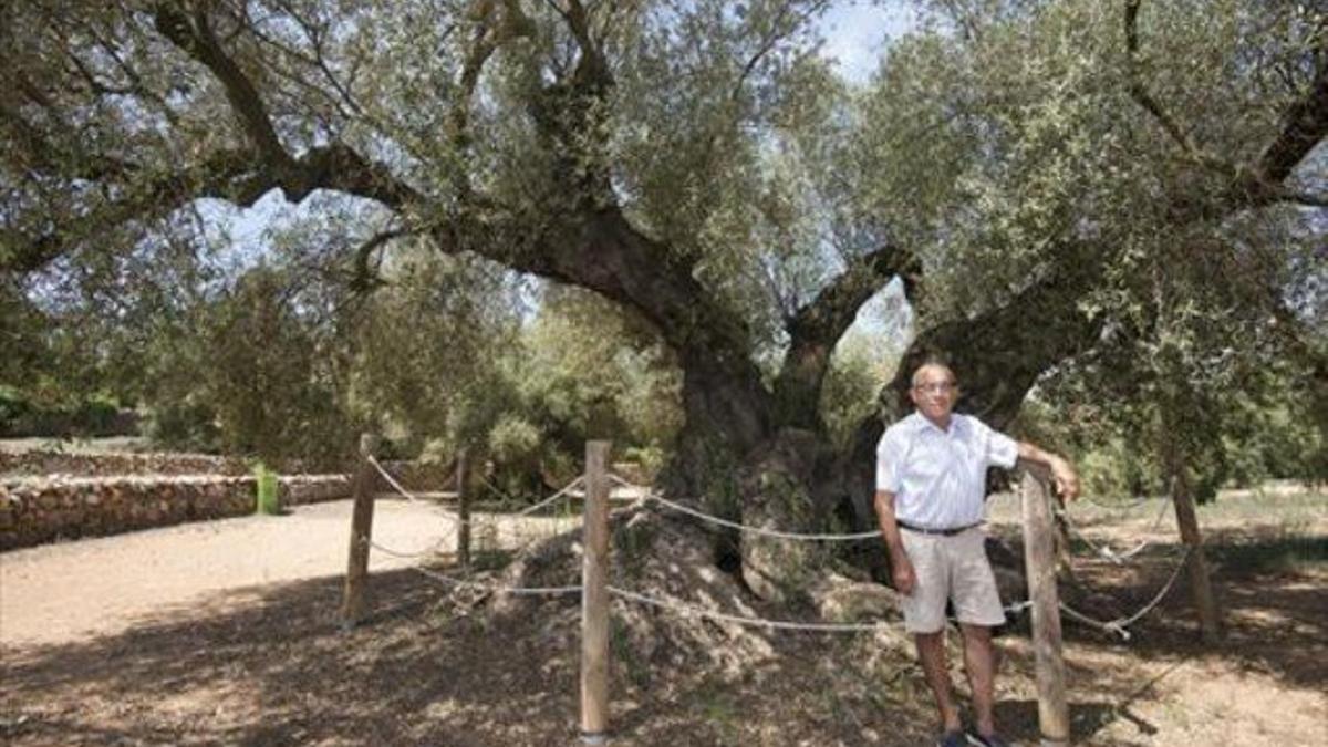 «Intuíamos que este árbol podía ser un monstruo»_MEDIA_1