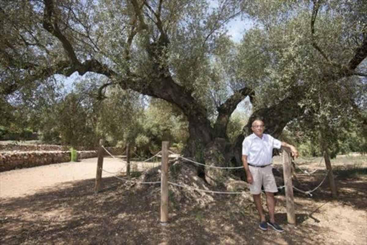 «Intuíem que aquest arbre podia ser un monstre»_MEDIA_1 «Intuíem que aquest arbre podia ser un monstre»_MEDIA_1