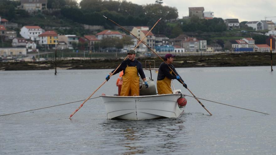 Enésimo tropezón del libre marisqueo