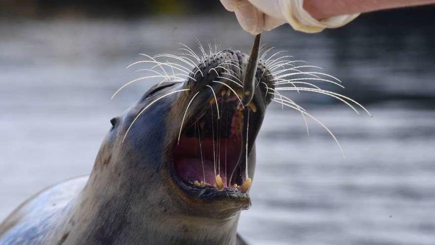 Una de las focas del Aquarium Finisterrae, mientras recibe su desayuno.