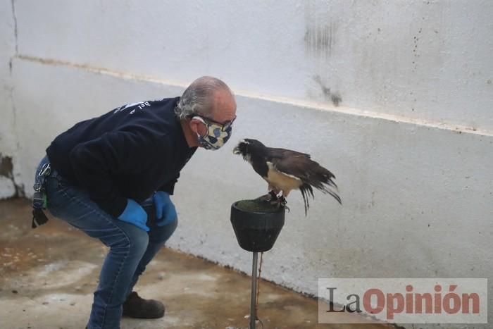 Las Águilas del Sol de Puerto Lumbreras piden ayud