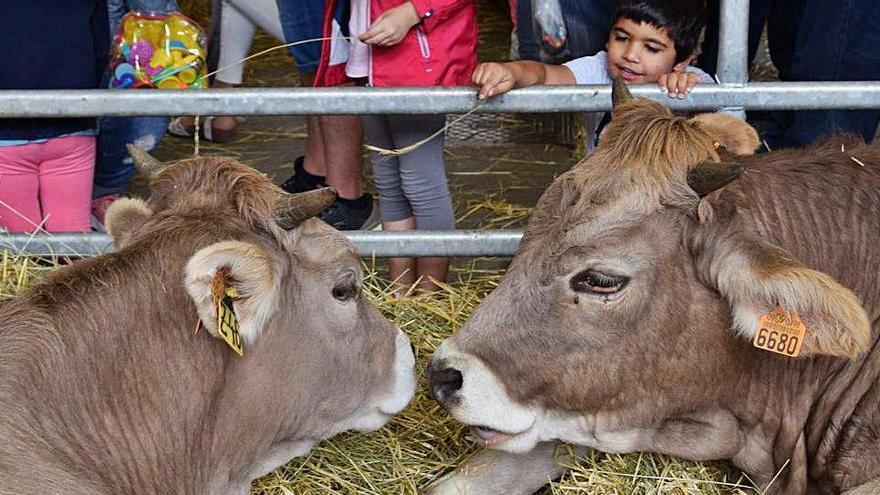 El bestiar boví (bous, vaques i vedells) és el que té més presència a la Fira de Santa Tecla de Berga