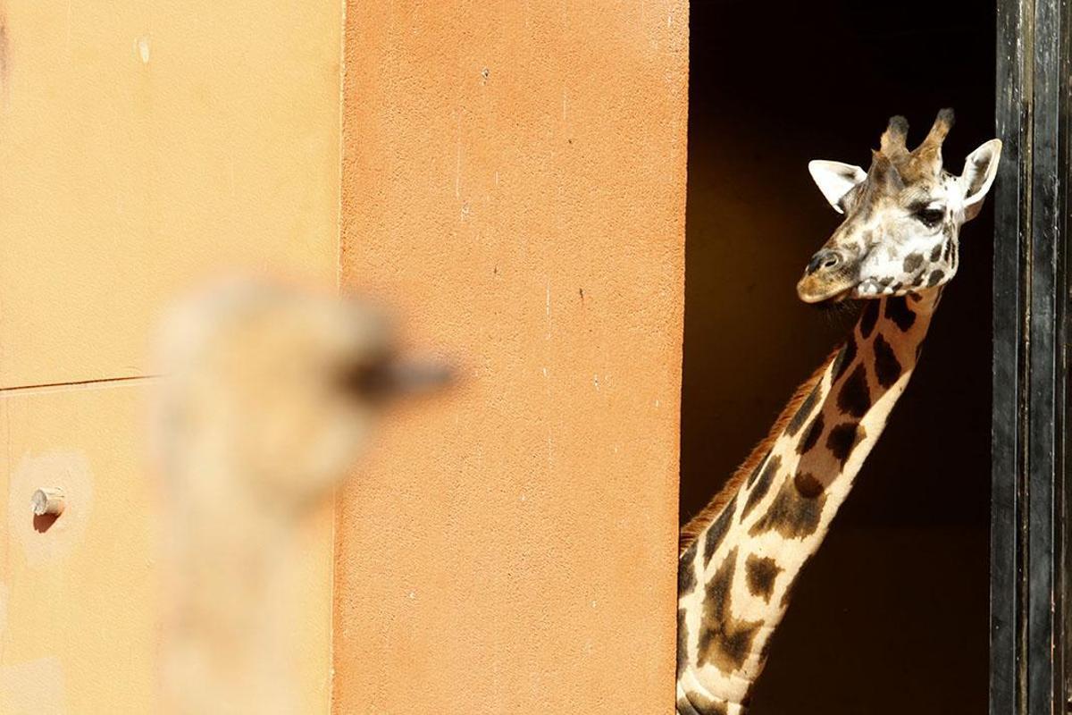 Reapertura del Zoológico tras el estado de alarma