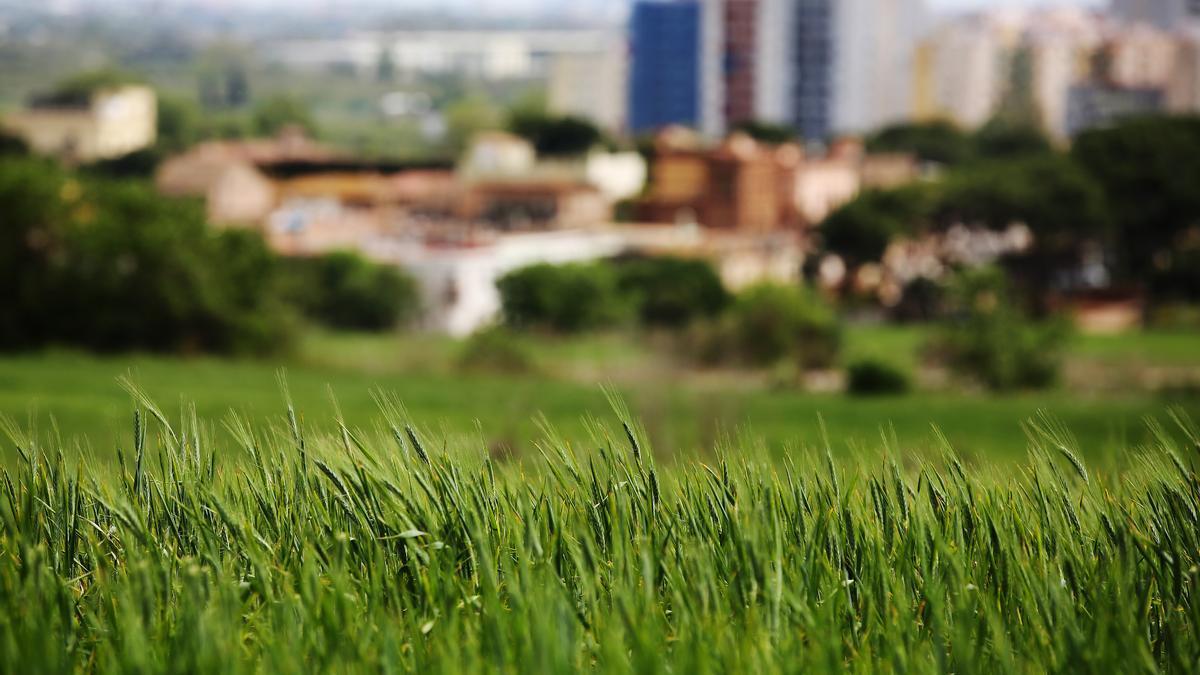 Campos de trigo a las afueras de Santa Coloma de Cervelló (Baix Llobregat).