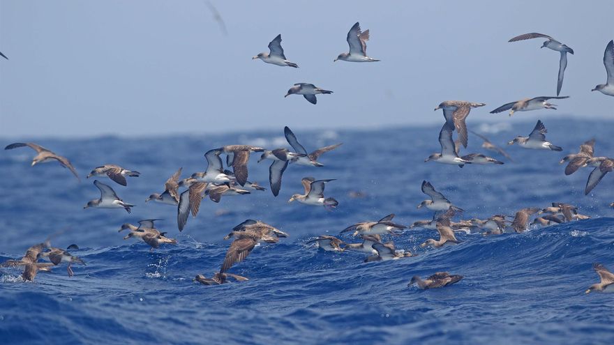Alertan del terrible impacto del alumbrado público nocturno sobre las aves marinas