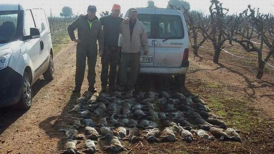 Cerca de 200.000 conejos han sido abatidos en los cotos de caza de Aragón