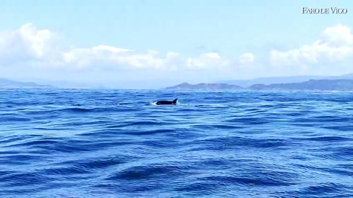 Así es la abuela Toñi, la orca de 60 años con disparos de bala que se vio ayer en la ría de Vigo