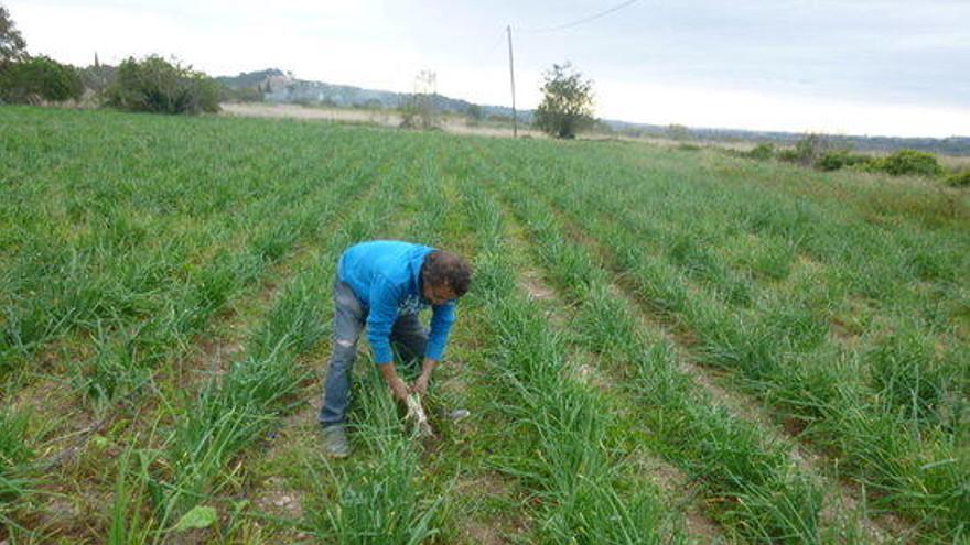 Un pagès, arrencant calçots en l&#039;inici de la temporada de calçotades.