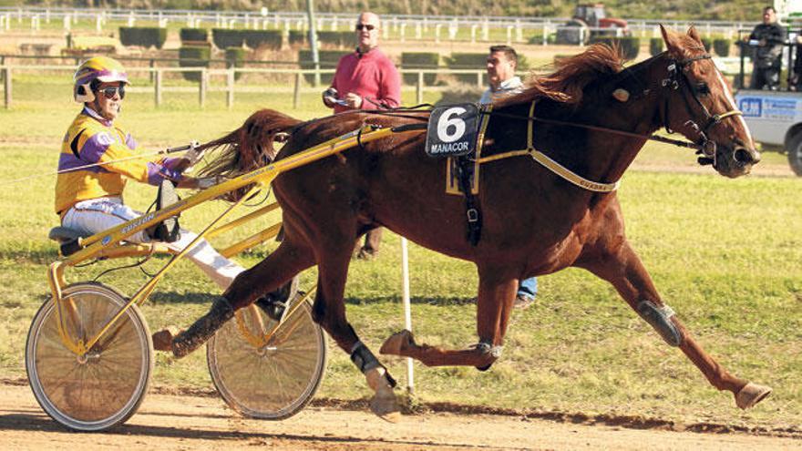 El caballo francés Papy Claude, dirigido por Miquel Mestre, en la primera de sus dos victorias en el hipódromo de Dos Hermanas.