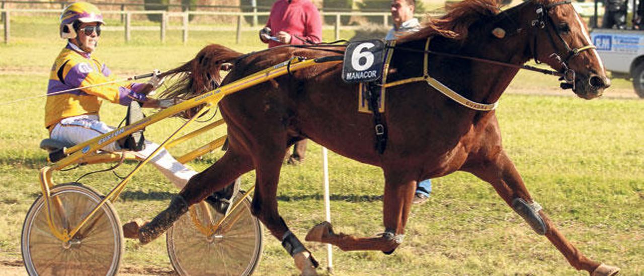 El caballo francés Papy Claude, dirigido por Miquel Mestre, en la primera de sus dos victorias en el hipódromo de Dos Hermanas.