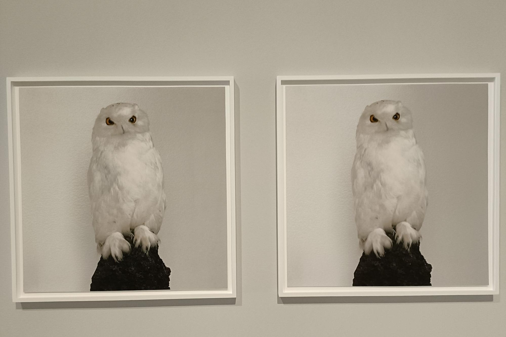 Así es "Me paraliza la esperanza", la exposición de Roni Horn, en el Centro Botín de Santander