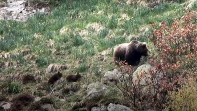 Una femella amb dues cries, en el vídeo gravat a la primavera a la Vall d’Aran. | DEPANA