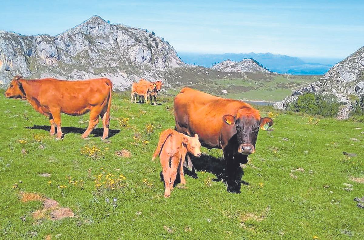 Las vacas de Denis Díaz, buscando la sombra en Laviana.